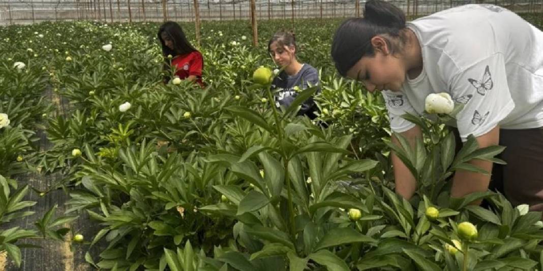 Tanesi 150 TL’den havada kapılıyor! 81 ilden talep görerek üreticinin cebini dolduruyor 1